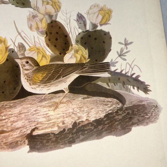 Vesper Sparrow Print Roger Tory Peterson Lithograph Audubon Birds of America - Picture 7 of 10
